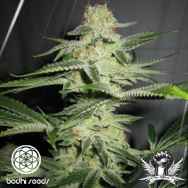 Bodhi Seeds Lucky Charms